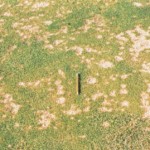 turf disease