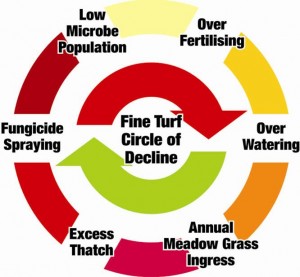 Poa annua to bent/fescue