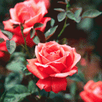 roses Most clubs have great looking roses!