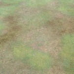 LDP, localised dry patch on bolwing green