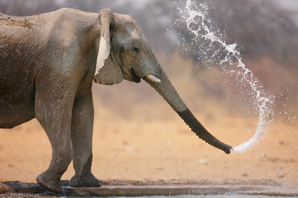 elephant irrigating bowling green
