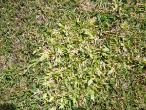 Annual Meadowgrass 