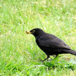 Bird Damage to Bowls Greens