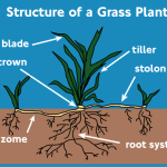 Structure of a grass plant