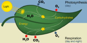 photosynthesis