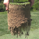 Root mass is important for a healthy bowling green