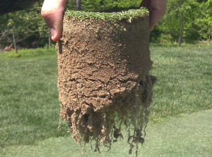 Root mass is important for a healthy bowling green