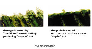 turf grass smoothness