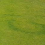 dealing with fairy ring in fine turf