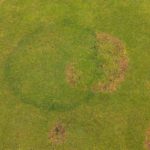 dealing with fairy ring in fine turf