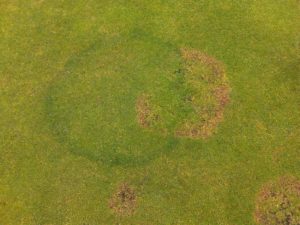 dealing with fairy ring in fine turf