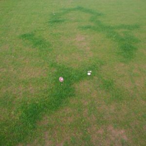 dealing with fairy ring in fine turf