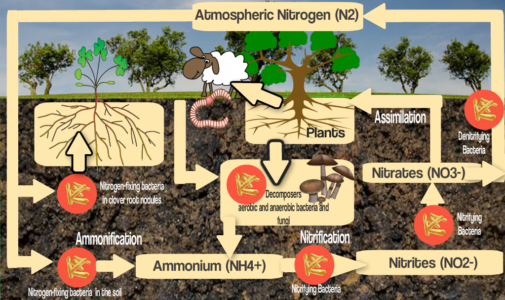 nitrogen cycle