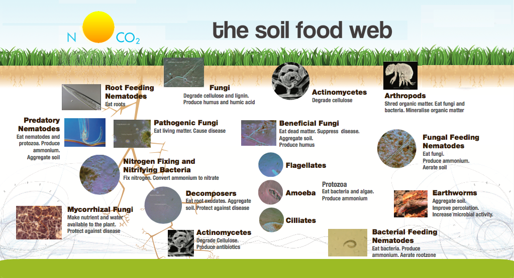 the soil food web
