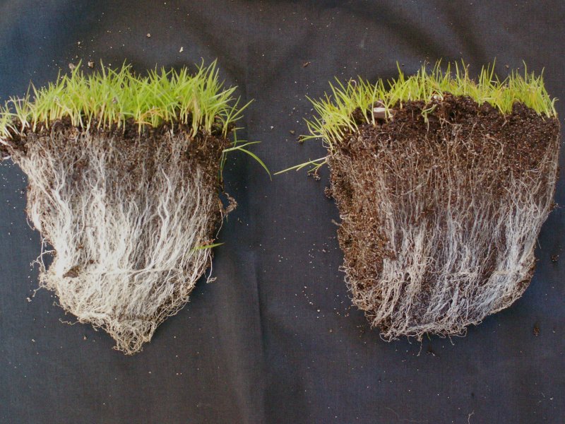 Mycorrhizal fungi and turf health