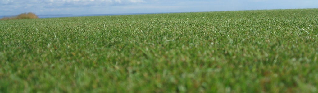 Poa annua to bent/fescue