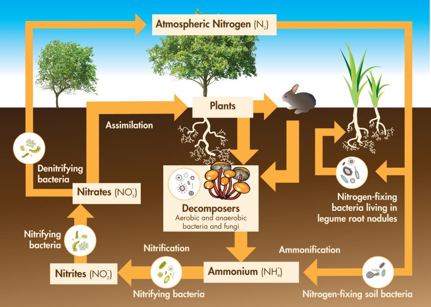 Soil Food Web - Bowls Central