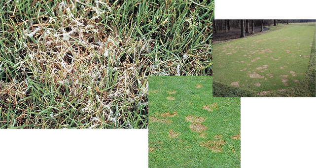 managing turf disease