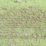 scarifying