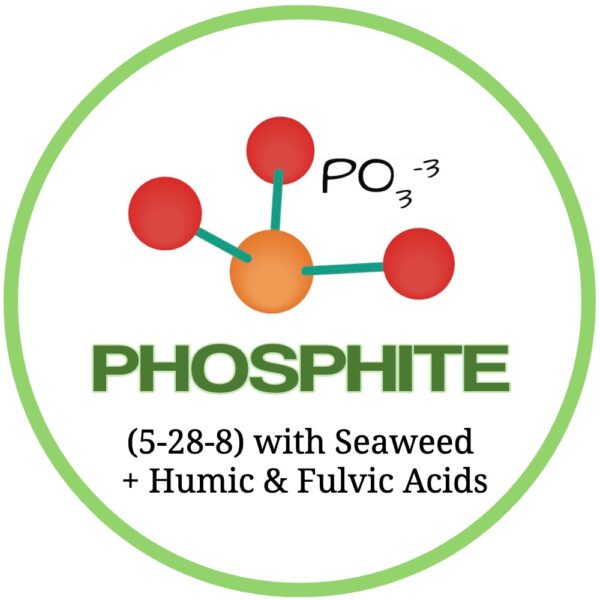 Phosphite