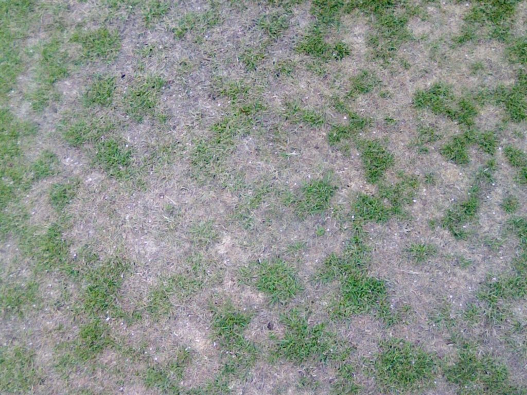 Cure Localised Dry Patch in Bowls Greens