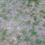 Cure Localised Dry Patch in Bowls Greens