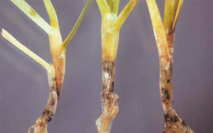 Anthracnose or Basal Rot