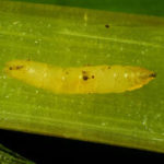 frit fly larva