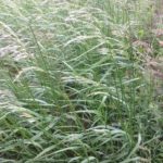 Grass Identification