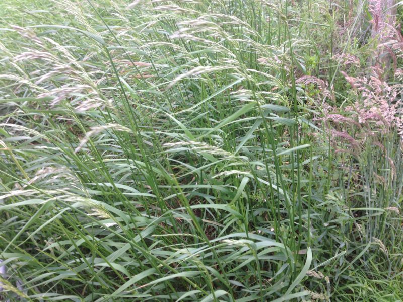 Grass Identification