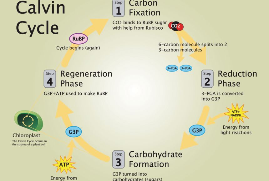 c3-and-c4-photosynthesis-a-brief-primer-bowls-central