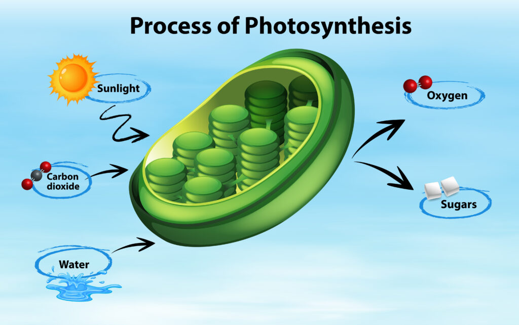 Academy lesson on photosynthesis