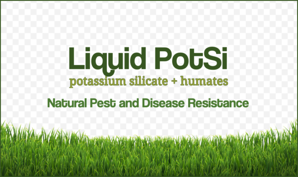 Liquid Potsi, natural pest and disease resistance for fine turf