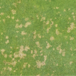 Dollar Spot (Clarireedia jacksonii)