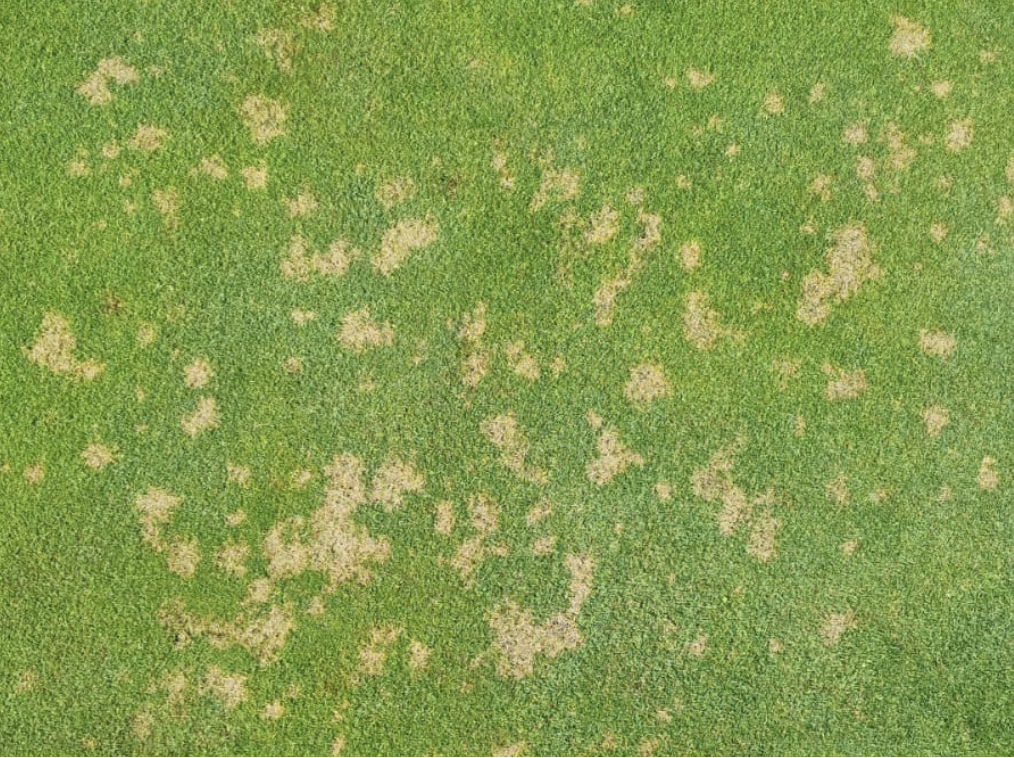 Dollar Spot (Clarireedia jacksonii)