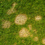 Fusarium