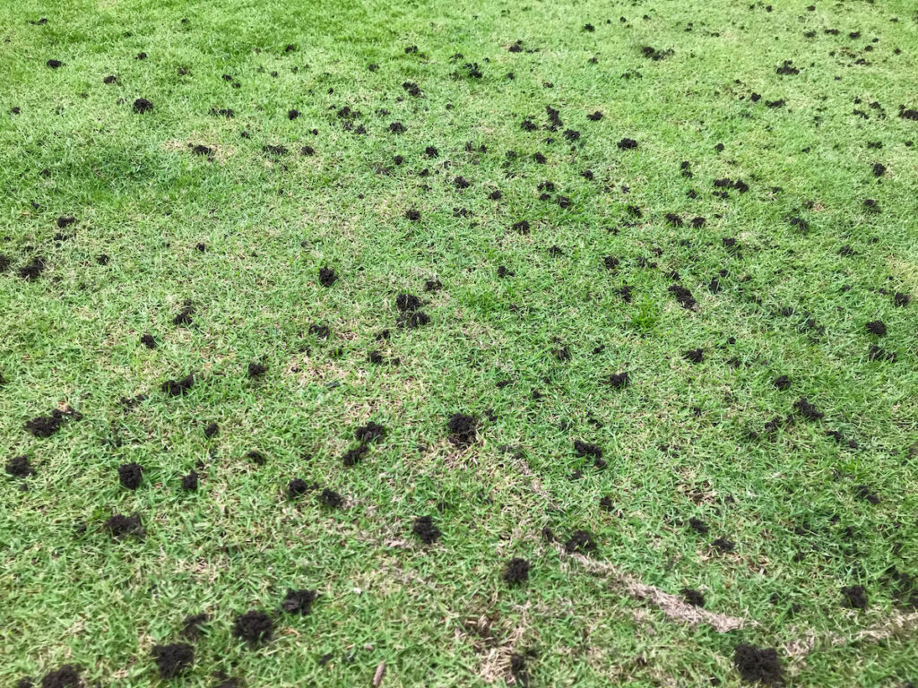Worm Casts