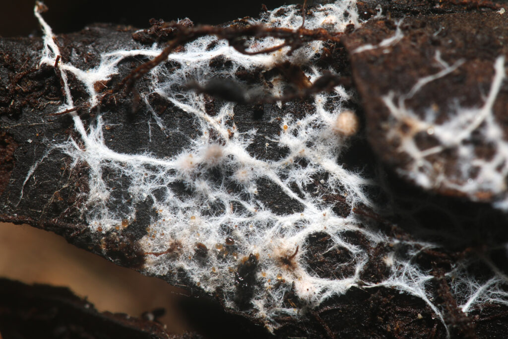Mycorrhizal Fungi