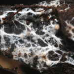 Mycorrhizal Fungi