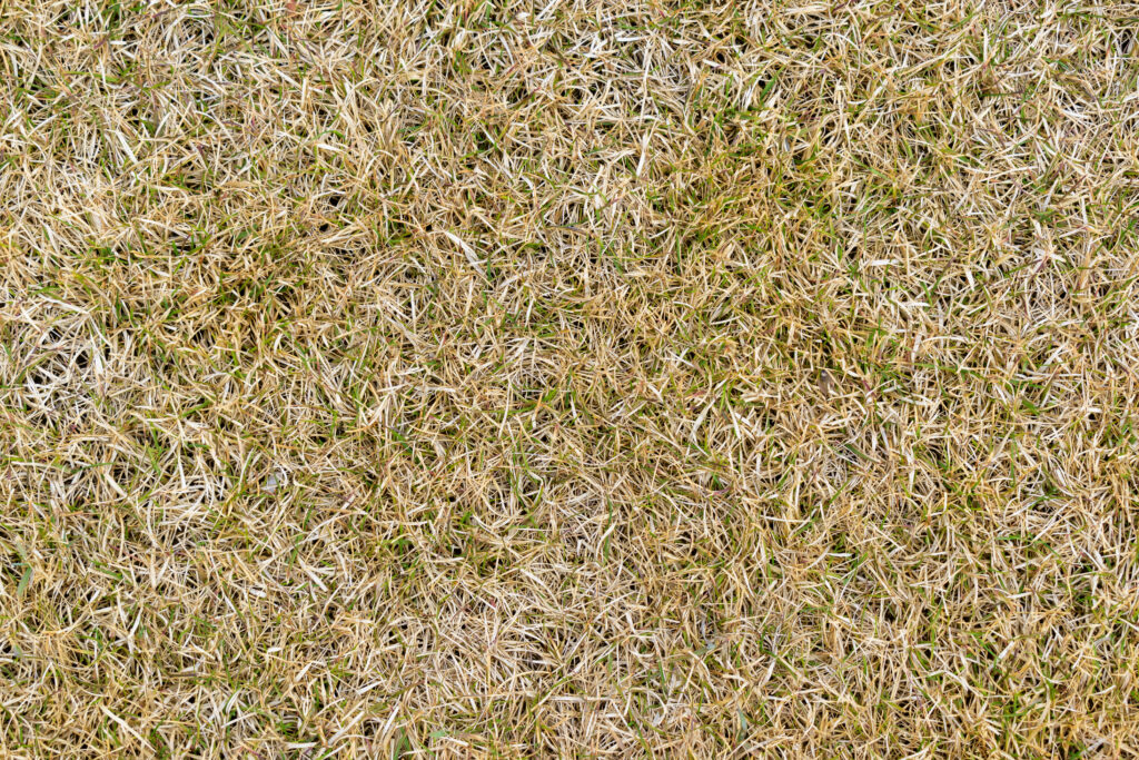 Climate Change Challenges for Greenkeepers