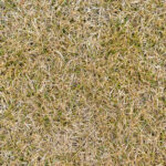 Climate Change Challenges for Greenkeepers