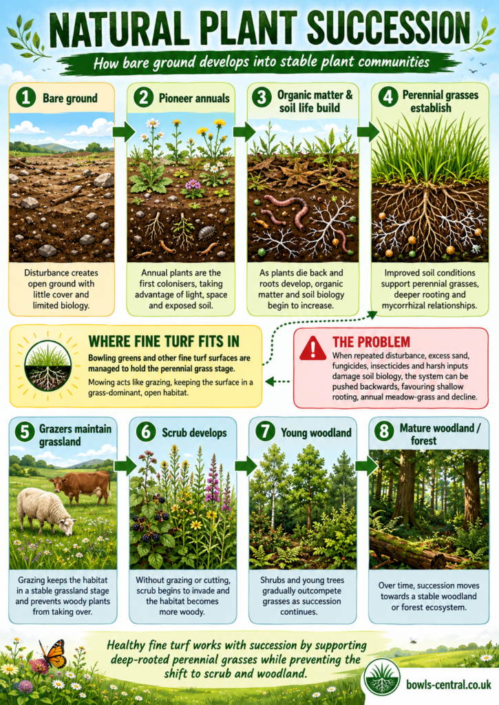 Natural Plant Succession